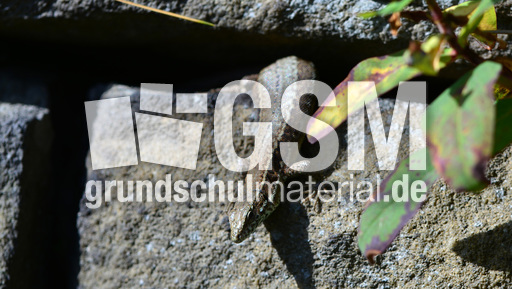 Mauereidechse (1).jpg